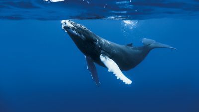 Humpback Whale Las Galeras Samaná